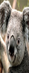Koala Bear 100 x 250